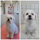 블레스펫 살롱 이미지