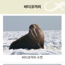 바다꼬끼리... 37(33) 이미지