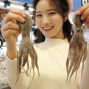 제철판다