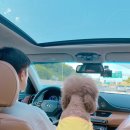 강릉애견하우스 이미지