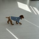 포그니유치원 이미지