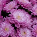 인천송일초등학교 이미지