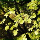 영영축산 이미지