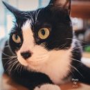 고양이 습식사료 추천 TOP5 🐱 까칠한 우리 냥이도 좋아하는 캔&amp;파우치 총정리