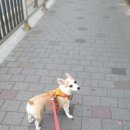 119동물병원 이미지