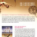 라베리타 이미지