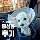 오즈동물병원 | 수원 권선동 오즈동물병원 강아지 암컷 중성화 깔끔한 수술 후기