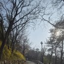 보현사 주차장입구 | [실시간] 어제 다녀온 울산 선암호수공원, 보현사 벚꽃 지붕 아래서 꽃비 맞고 왔어요! 🌸