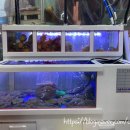 장포마차 이미지