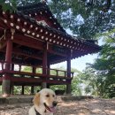 쿵이 | 광주 서구 &#39;만귀정&#39; 반려견 쿵이랑 산책 후기