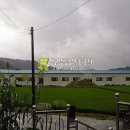 구룡리농장 Daum카페