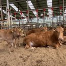 으뜸한우 농장 이미지