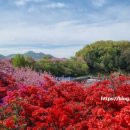 전주교육대학교전주부설초등학교 | 전주 완산 칠봉 꽃동산 4월 19일 방문 / 추천 주차장 4곳, 편의시설, 오전방문 추천.