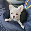 명지애견유치원호텔 댕즈니랜드 본점 | [명지 댕즈니랜드] 놀러 갔다오면 꿀잠 각 !! 명지 애견유치원호텔