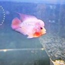 레드플라워(RED FLOWER) 이미지