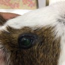 공원옆동물의료센터 이미지