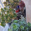 바나나의 효능 및 주의사항 이미지