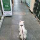 청순하개 네이버블로그