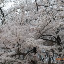 대구 달성공원 벚꽃 풍경1. 이미지