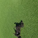 댕댕댕 유치원 이미지