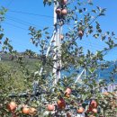 수비 면사무소 이미지