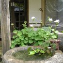 정은당 - 서대문구 신촌로37안길 6 | 정은당