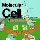 암 세포 사멸을 촉진하는 핵심 단백질 발견 열충격단백질 (HSP) 이미지