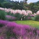 가을 조경의 압도적인 아름다움" 이색적인 느낌 물씬 풍기는 팜파스 명소 이미지