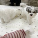 꼬숩당개 이미지