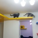 갤러리캣 이미지