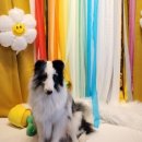 펫바스로 수지 이미지