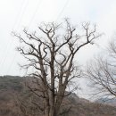거목 Daum카페