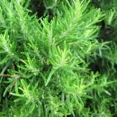 로즈마리 이미지