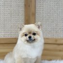 샤워하개 이미지