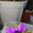 자옥 Daum카페