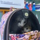 작은 친구 동물병원 이미지