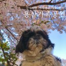 안성맞춤가족공원 | 벚꽃명소 추천: 용산가족공원 벚꽃 개화시기 🌸강아지랑 가기 좋은 서울벚꽃 용산가족공원 후기🌸