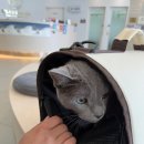 협동동물병원 - 예산군 사직로 24 | 울산 원헬스동물의료센터 재방문 후기, 상혁이 췌장염 수치 호전 근황 기록