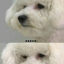 안나네 이미지