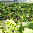 효제농장 이미지