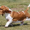 바셋하운드 이미지