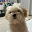 다녀오개습니다 이미지