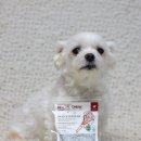 개를 위한 하루 | 강아지덴탈껌 추천 후기, 개껌 · 강아지치석제거껌 직접 급여해보니