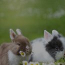 찬우물농장 이미지