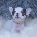 신짱켄넬 이미지