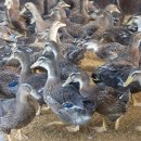 유황오리마을 이미지