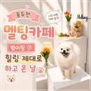 동두천 멜팅카페 후기 5가지, 별이랑 다녀온 대형 애견카페 솔직 리뷰