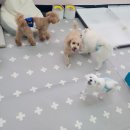 마마독스 애견호텔 이미지