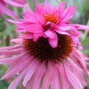 퍼퓨리아 더블데커-Echinacea Purpurea Double Decker 이미지