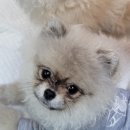 댕집사장 포메라니안 이미지